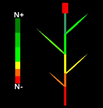 Process-based model of N uptake and use in wheat