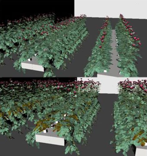 Towards a model for cut-rose