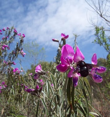 Floral biomechanics and pollination in Fabaceae