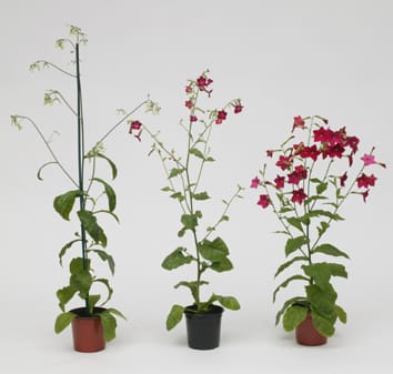 Somatic hybrids of Nicotiana