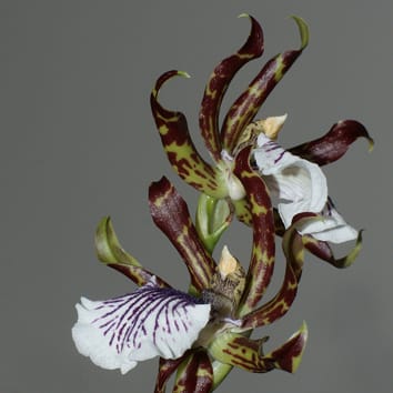 Labellar micromorphology of Zygopetalinae