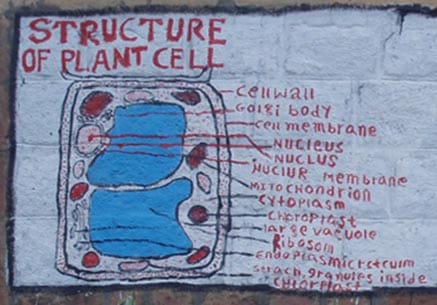 Plant Cell Structure: a school wall painting in Ethiopia