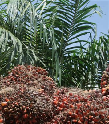 Epigenetic floral variant of clonal oil palm (Review)