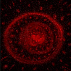 Shoot apical meristem structure in oil palm 