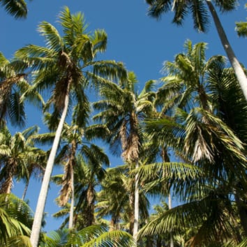Phylogeny of arecoid palms