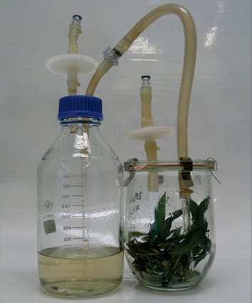 In vitro regenration of peach palm