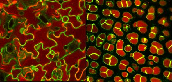 The Vacuole: not just an empty hole!