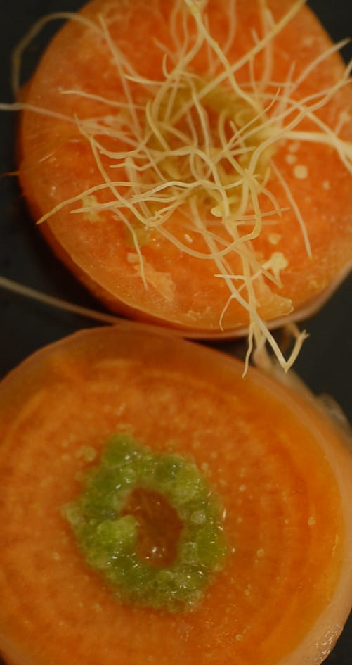 Carrot Transformation with Agrobacterium