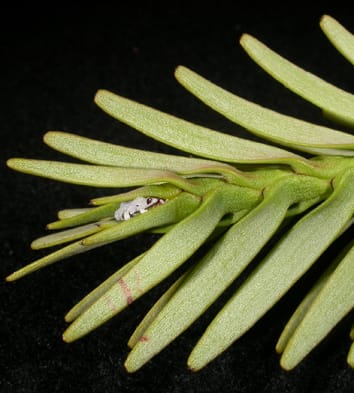 Axillary meristems in Wollemi nobilis (Viewpoints)