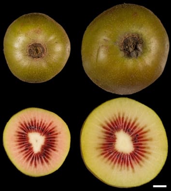 Chromosome number and fruit size in Actinidia