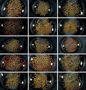 Physiological mechanisms of germination responses