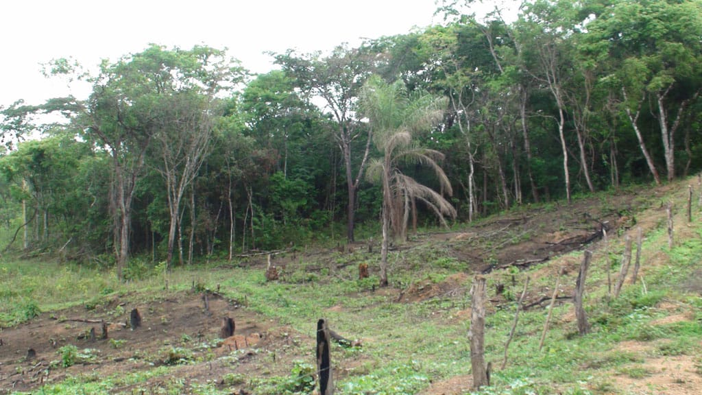 Forest at the edge of clearance