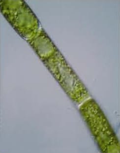 ITS2 and phylogeny of green algal Chlorophyceae
