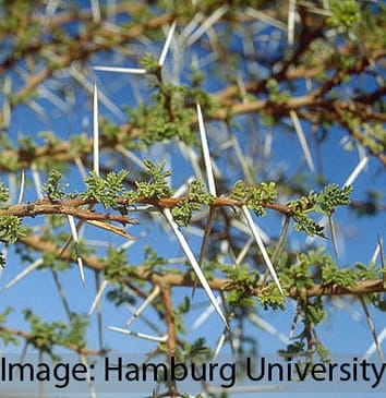 Adaptive phenotypic plasticity in Acacia