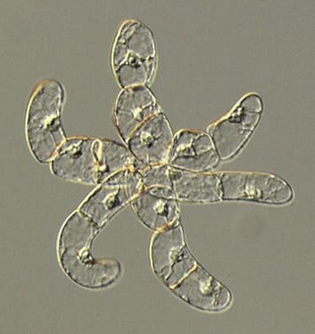 Hybrid proline-rich proteins and cell elongation