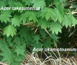 Anagenetic speciation in Acer okamotoanum