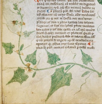 Occidental history of Cucumber