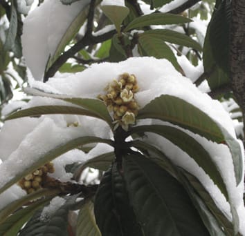 Passerine pollination in a winter-flowering tree