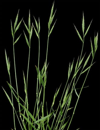 New taxonomy of Brachypodium distachyon