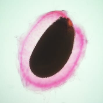 Model of myxospermous seed-mucilage expansion