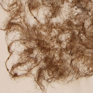 Root traits and decomposition rates