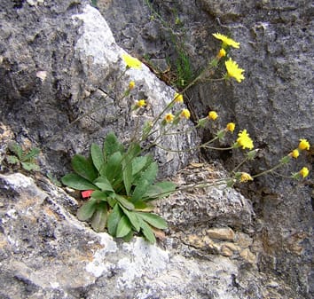 Genetic connectivity and evolution in Crepis