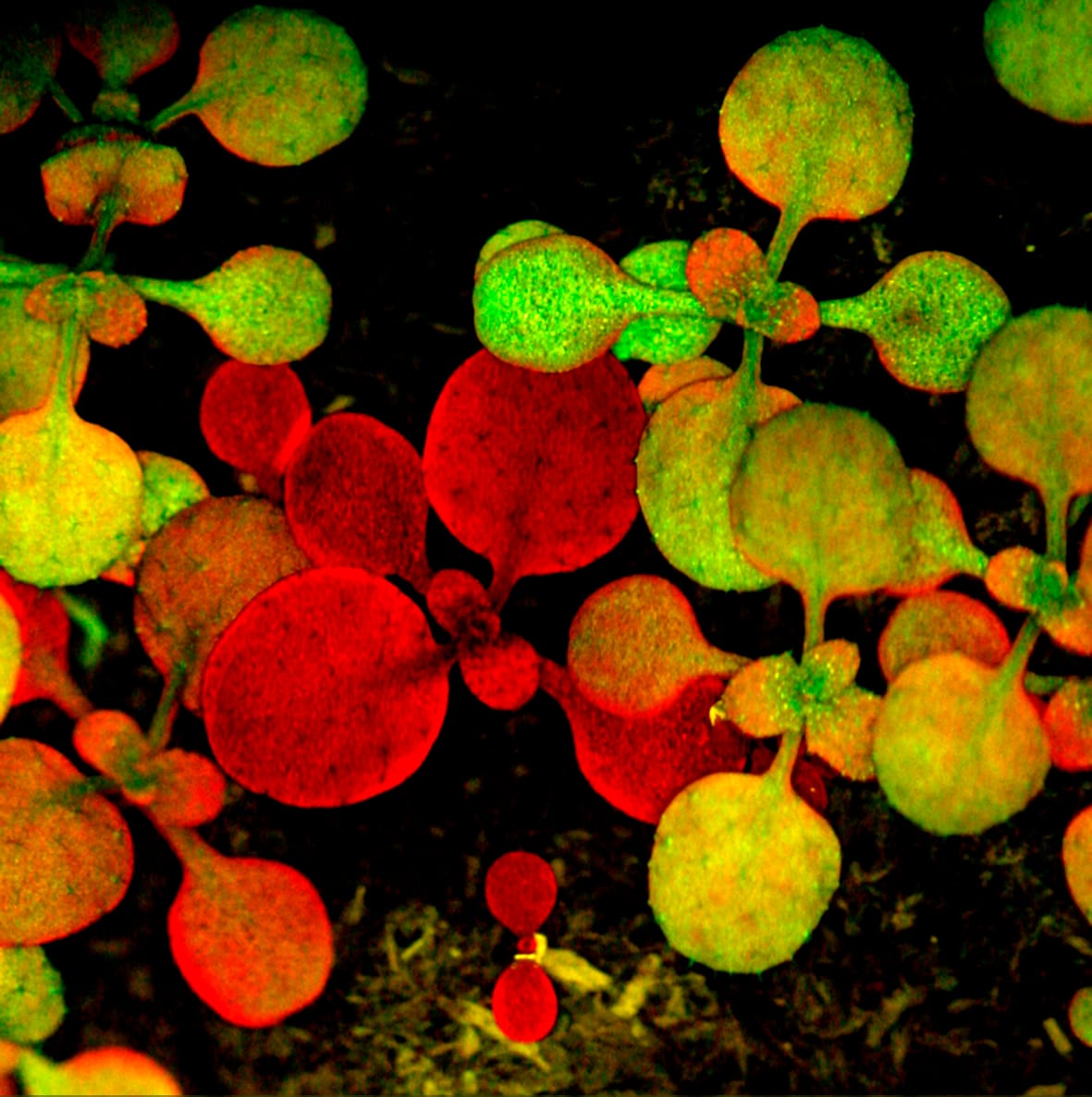 Free paper — An epifluorescent attachment improves whole-plant digital photography of Arabidopsis thaliana expressing red-shifted green fluorescent protein