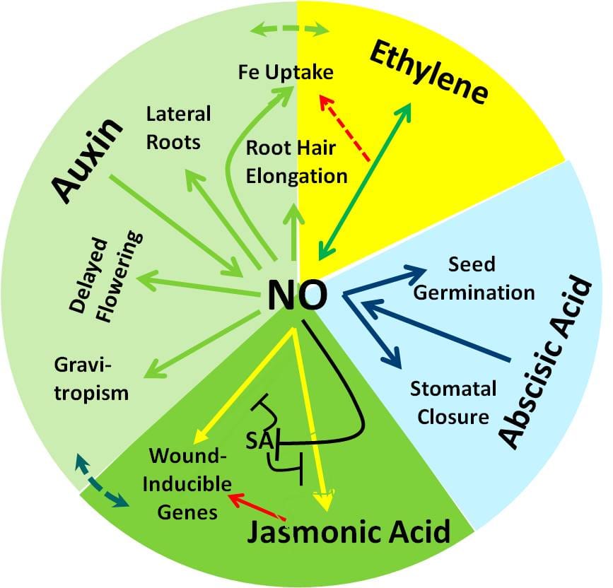 Free paper — Non-symbiotic haemoglobins—What’s happening beyond nitric oxide scavenging?