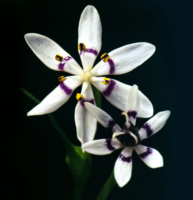 New Special Issue: Plant Mating Systems