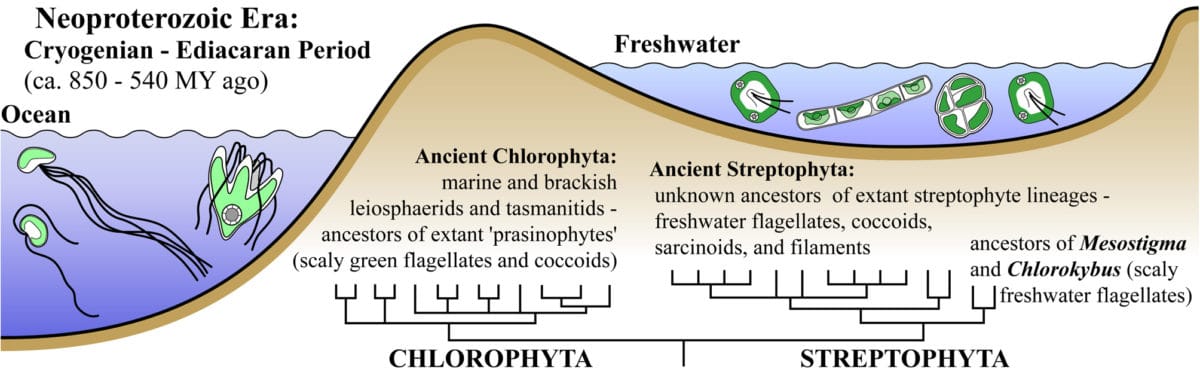 Proof of phytological principle