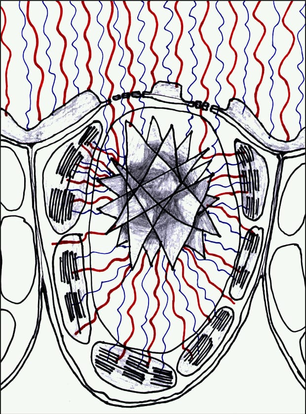 Don’t underestimate the druse