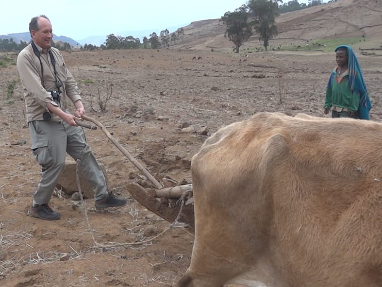Leaning bullock plowing in Ethiopia