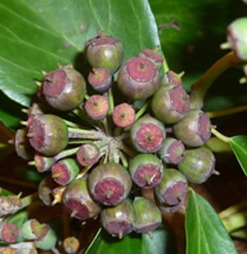 Mineral nutrient stoichiometry of Hedera seeds