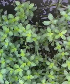 Soil heterogeneity and intraspecific competition