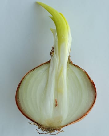 Post-harvest transcriptional changes in onion