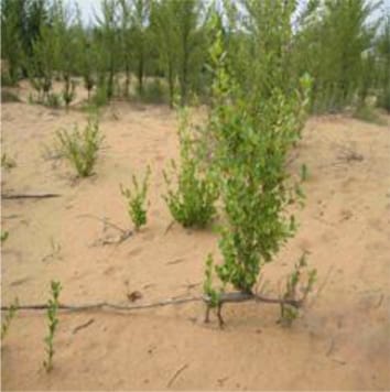 Trampling, defoliation and physiological integration