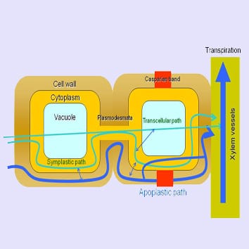Pathways of water flow in mycorrhizal plants