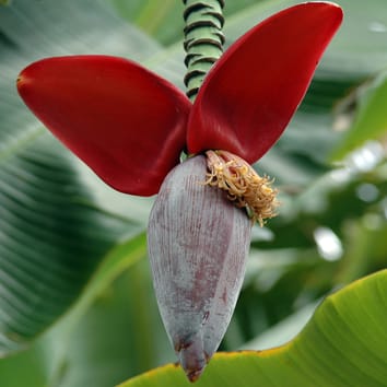 Epigenetic regulation gives diversity in triploid bananas