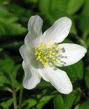 Temperature, latitude and forest plant regeneration