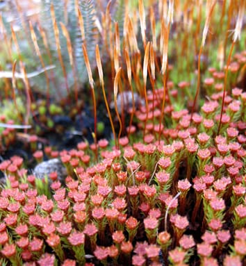 Bryophytes and the evolution of early land plants (Review)