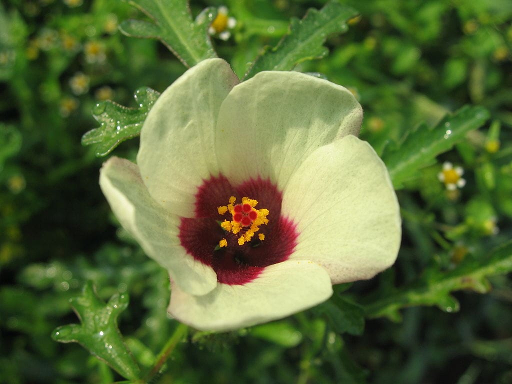 Hibiscus trionum flower closeup