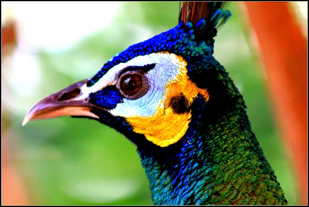 Colours of a Peacock Head
