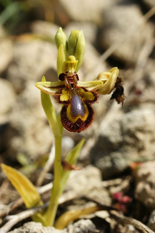 Ophrys speculum