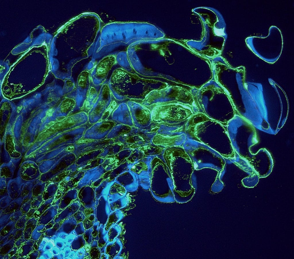 August Image: Apple Stigma