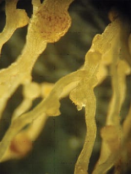 Fungal suppression of haustoria in a hemiparasite