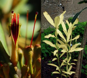 Mistletoes and mutant albino shoots as nutrient traps