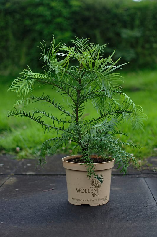 Wollemia Nobilis in a small pot