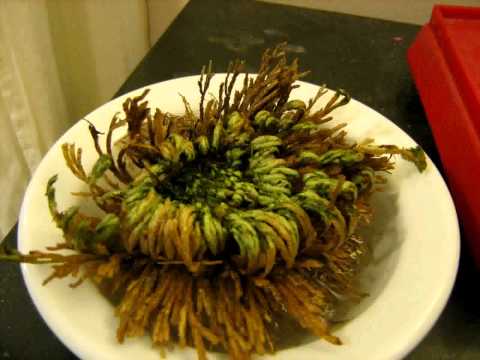 A gift for the anti-Botanist