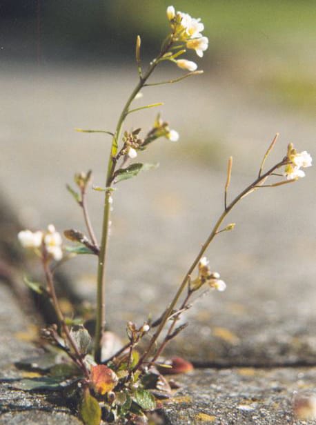 Arabidopsis must die(?)