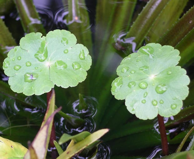 Botany? It’s all about app-lication…